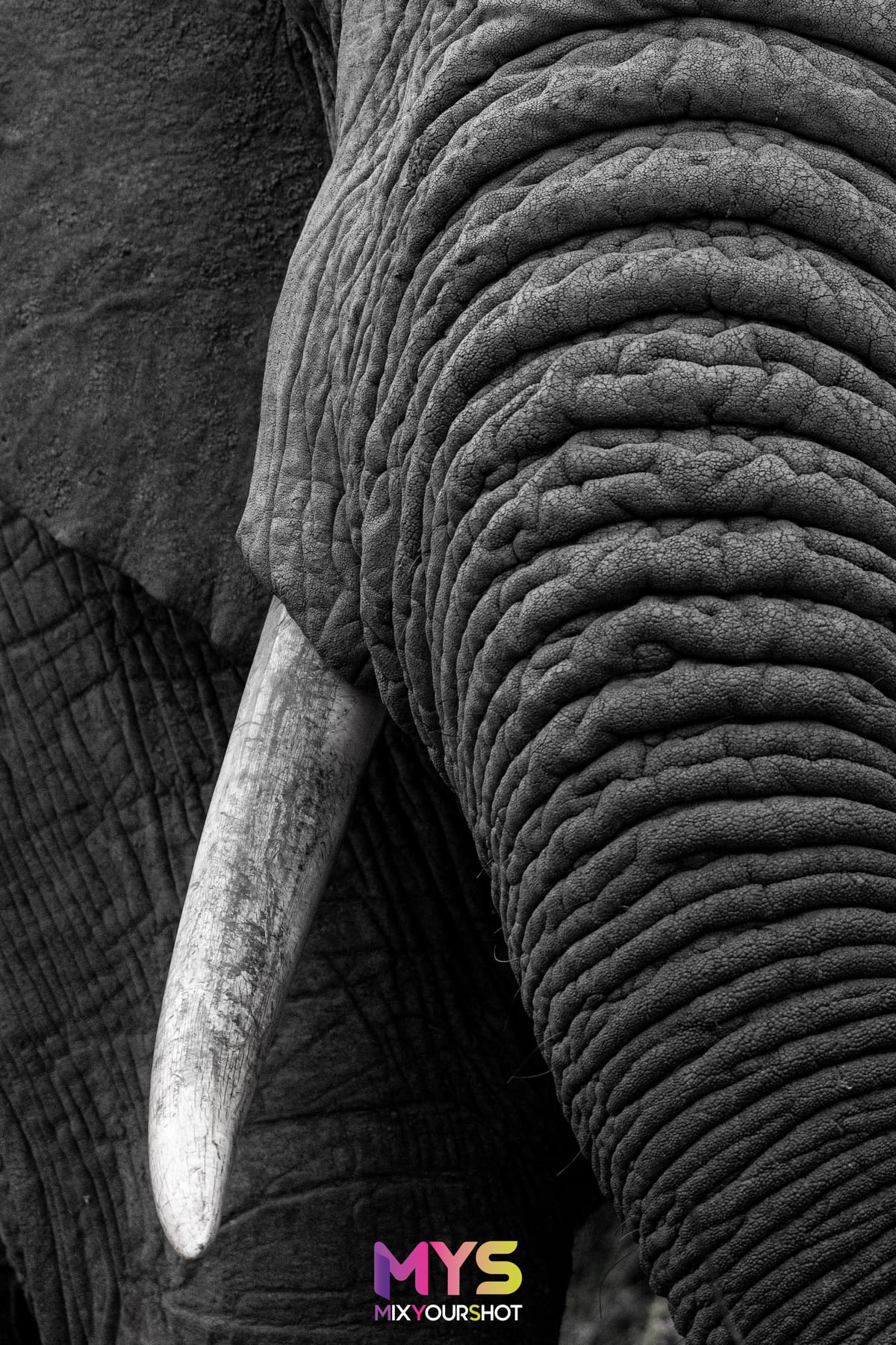 Safari photograph by Raffaele Cabras Keller — photograph 2