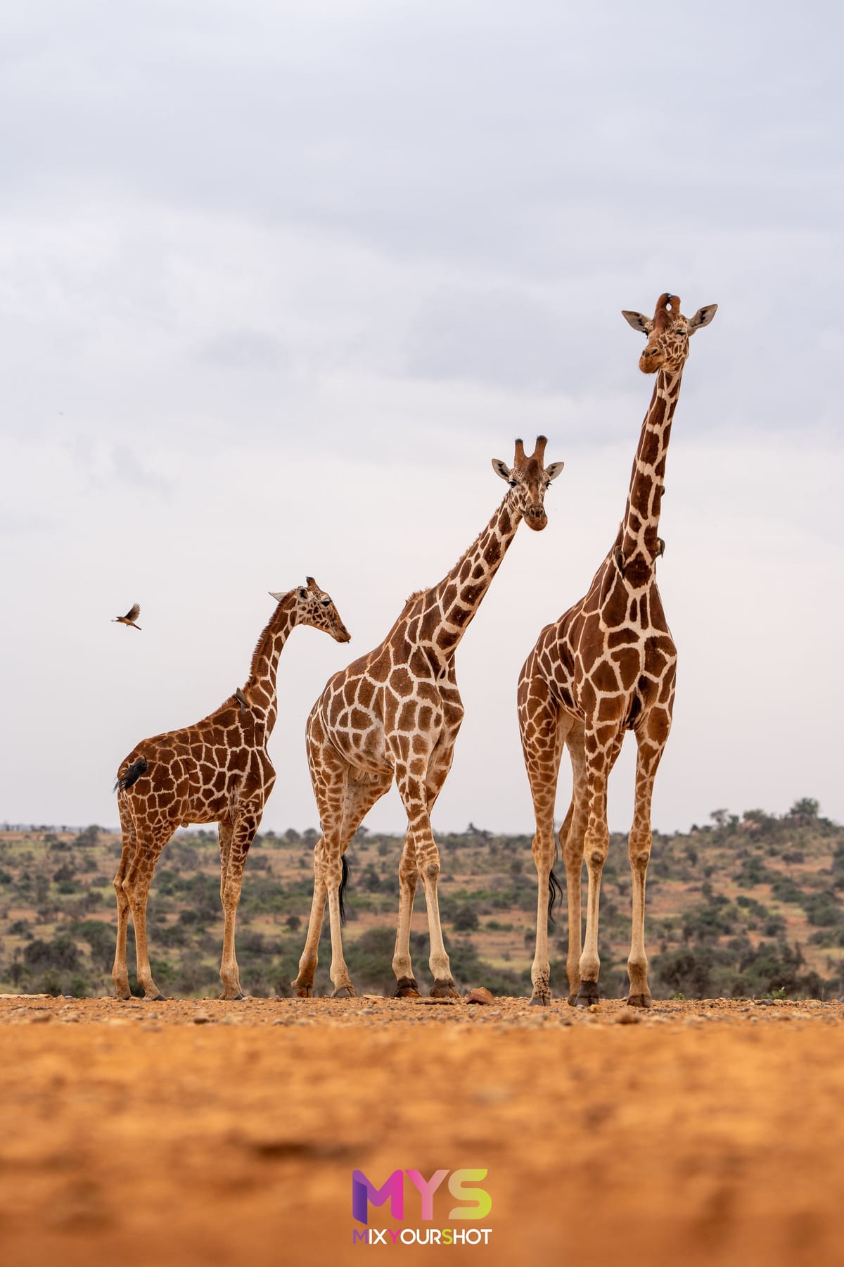 Safari photograph by Raffaele Cabras Keller — photograph 5