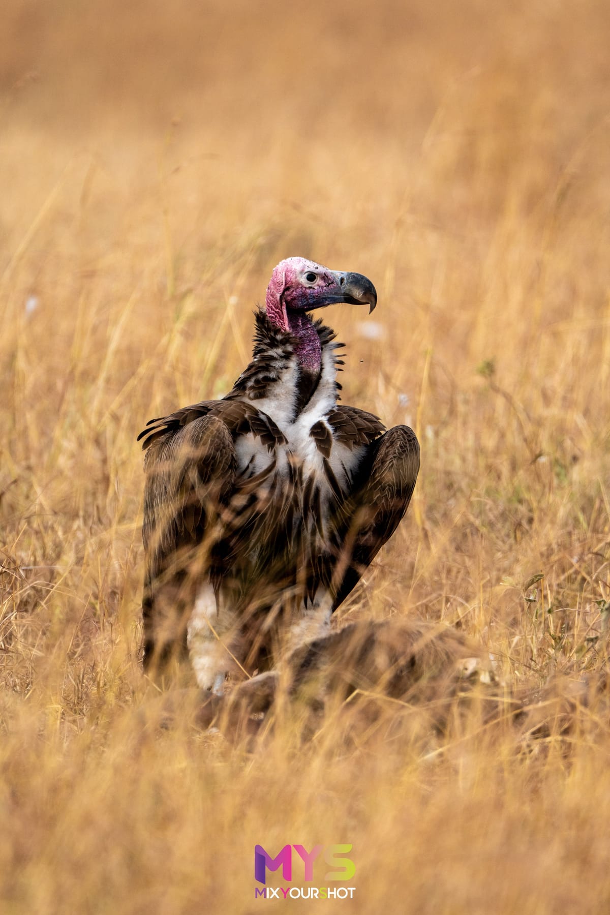 Safari photograph by Raffaele Cabras Keller — photograph 7
