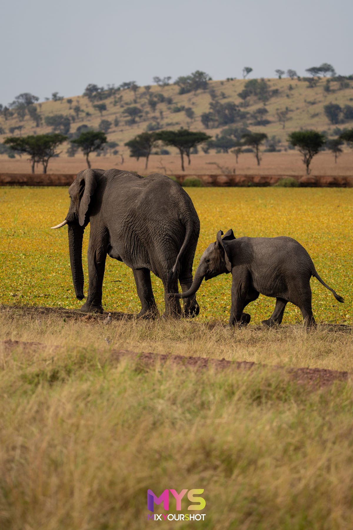Safari photograph by Raffaele Cabras Keller — photograph 9