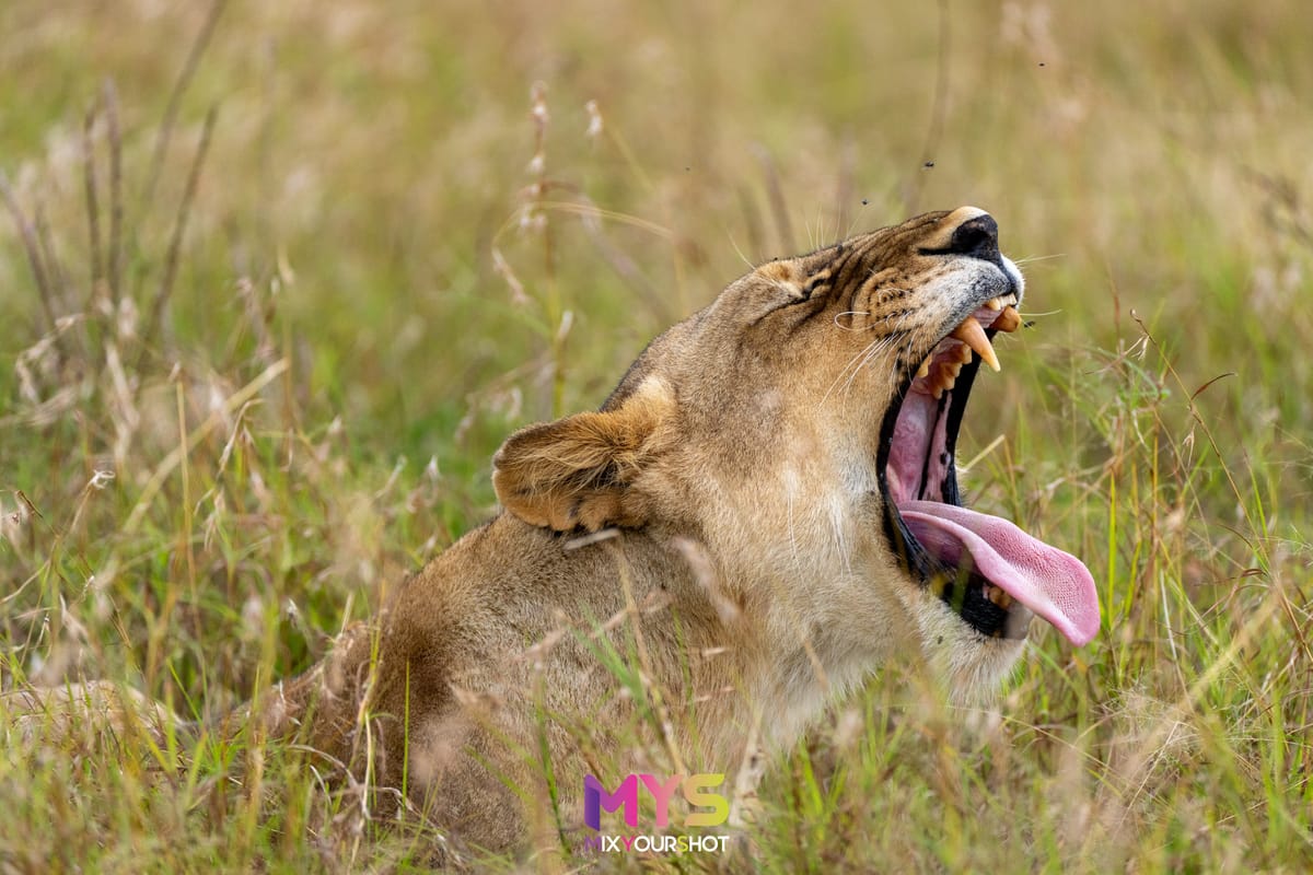 Safari photograph by Raffaele Cabras Keller — photograph 11