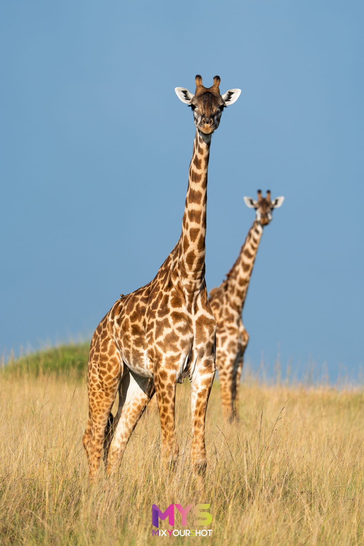 Safari photograph by Raffaele Cabras Keller — photograph 13