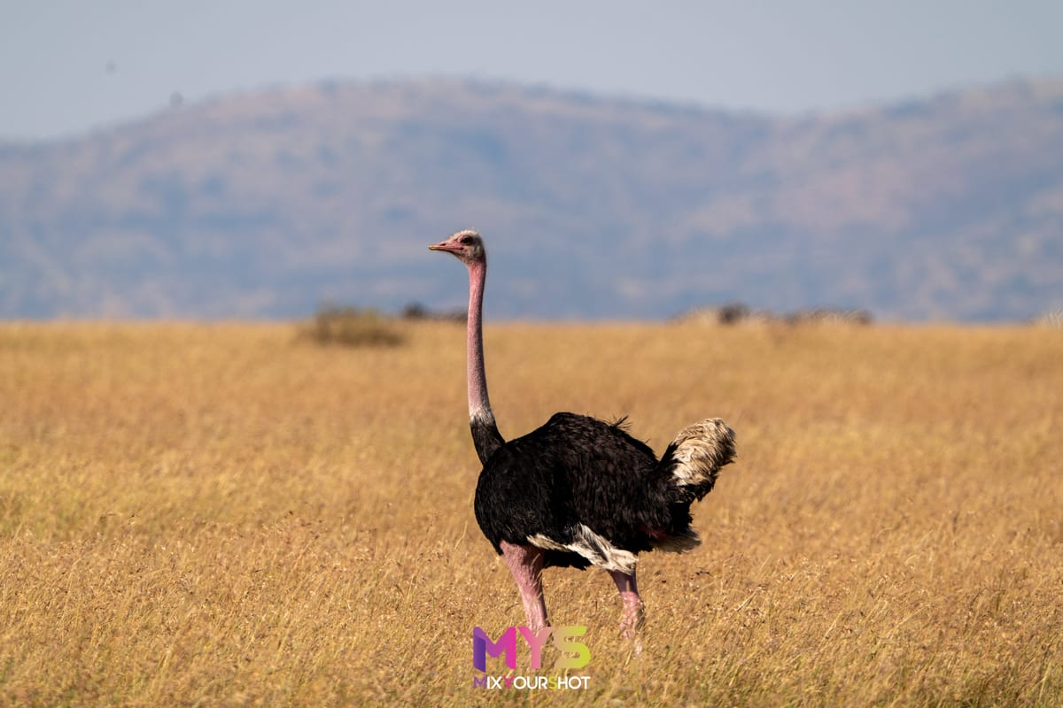 Safari photograph by Raffaele Cabras Keller — photograph 14