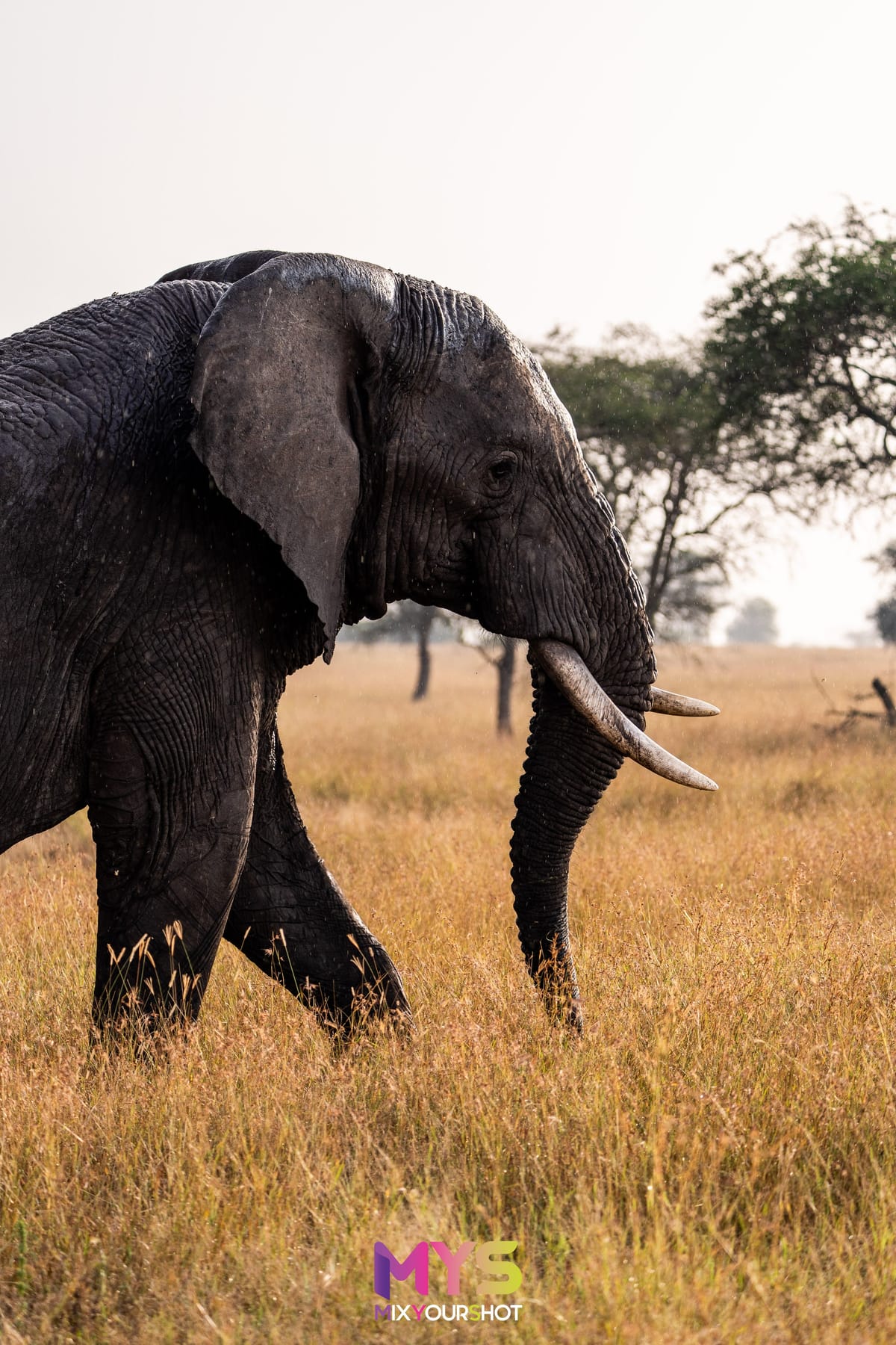 Safari photograph by Raffaele Cabras Keller — photograph 18