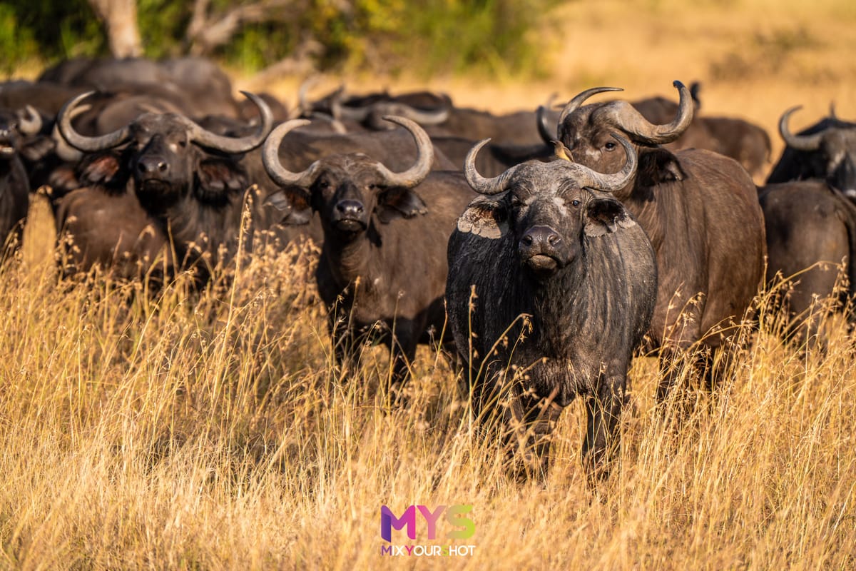 Safari photograph by Raffaele Cabras Keller — photograph 21