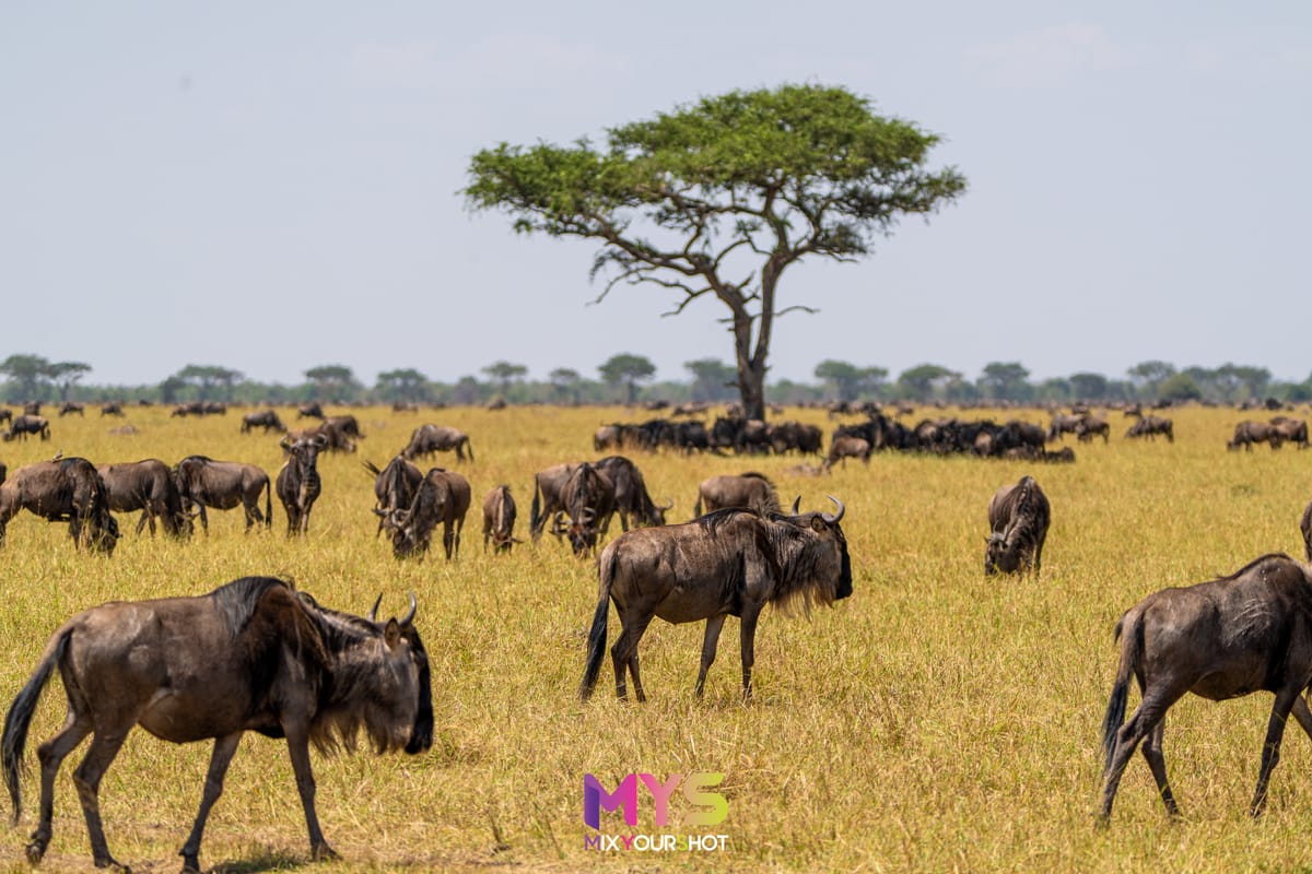 Safari photograph by Raffaele Cabras Keller — photograph 26