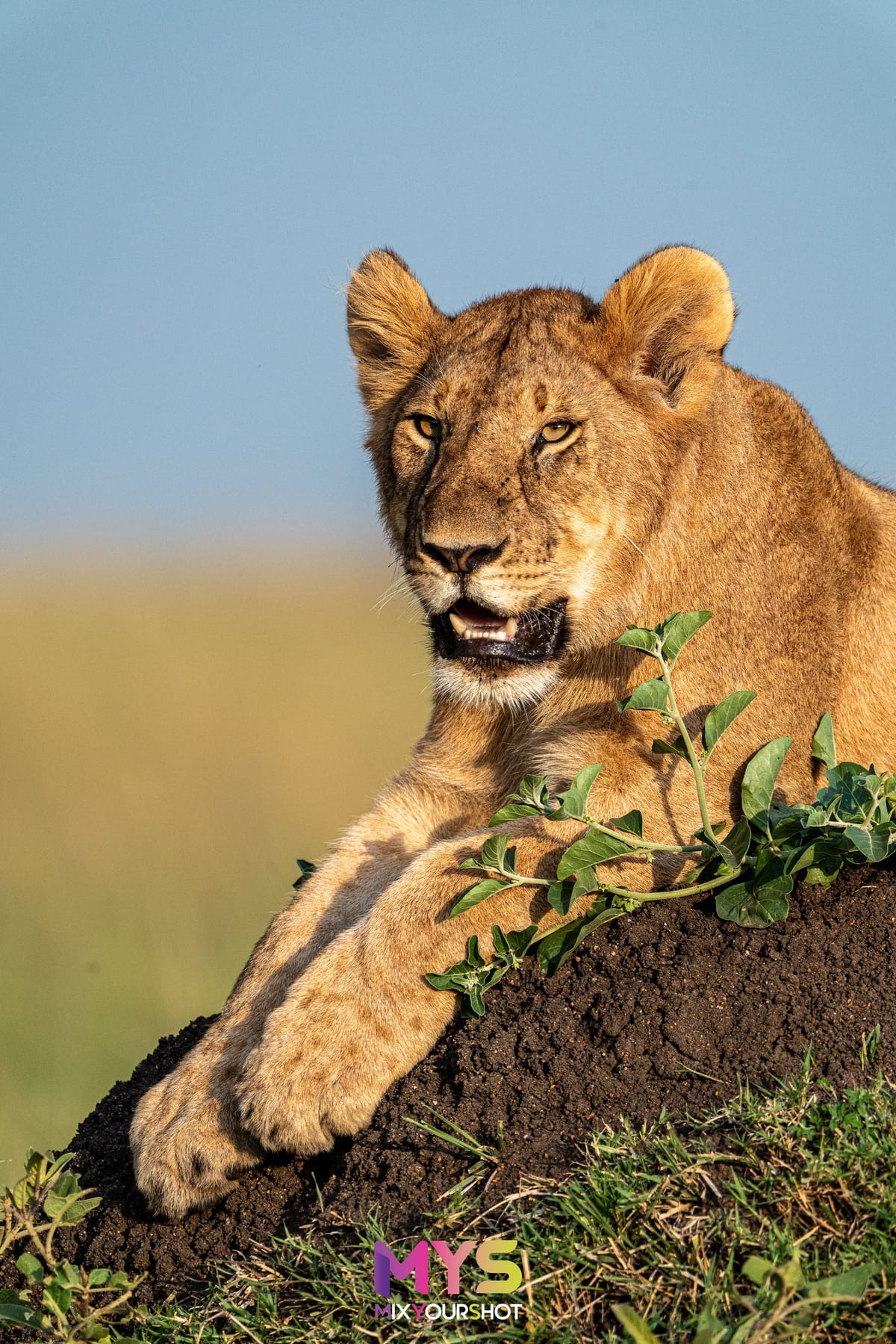Safari photograph by Raffaele Cabras Keller — photograph 28