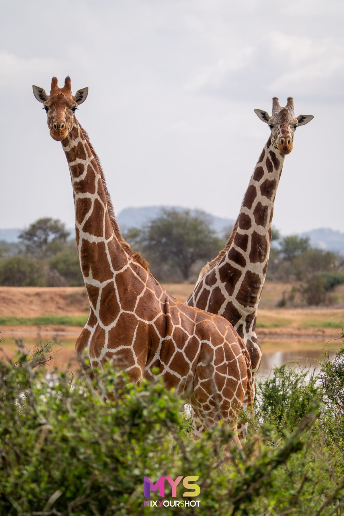 Safari photograph by Raffaele Cabras Keller — photograph 29