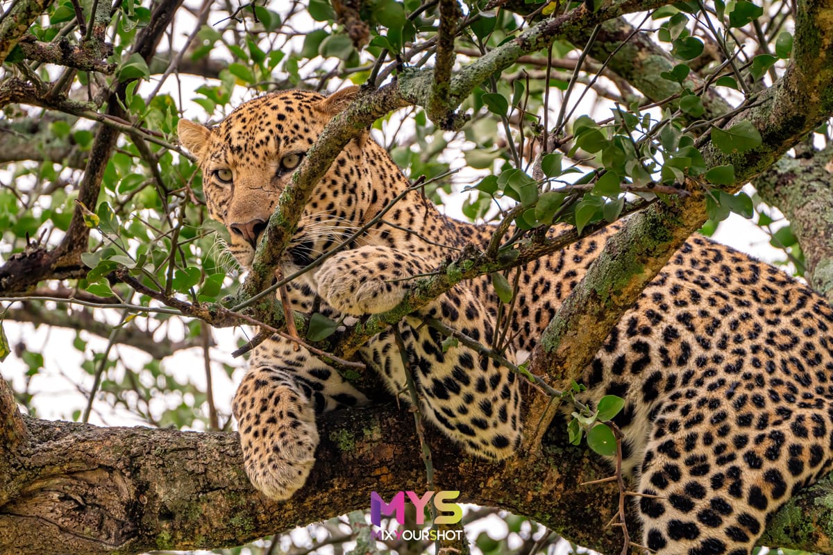 Safari photograph by Raffaele Cabras Keller — photograph 30