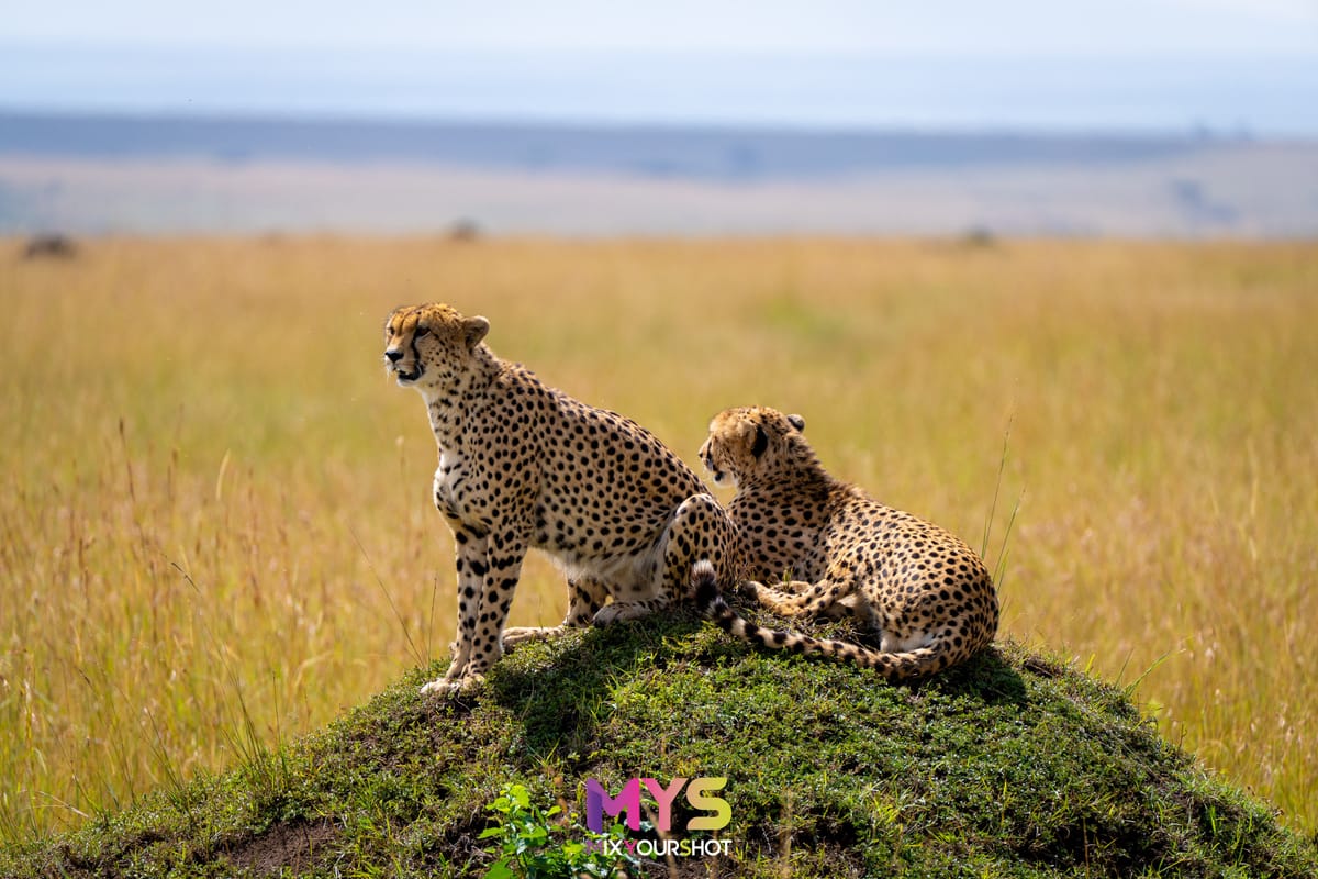 Safari photograph by Raffaele Cabras Keller — photograph 36