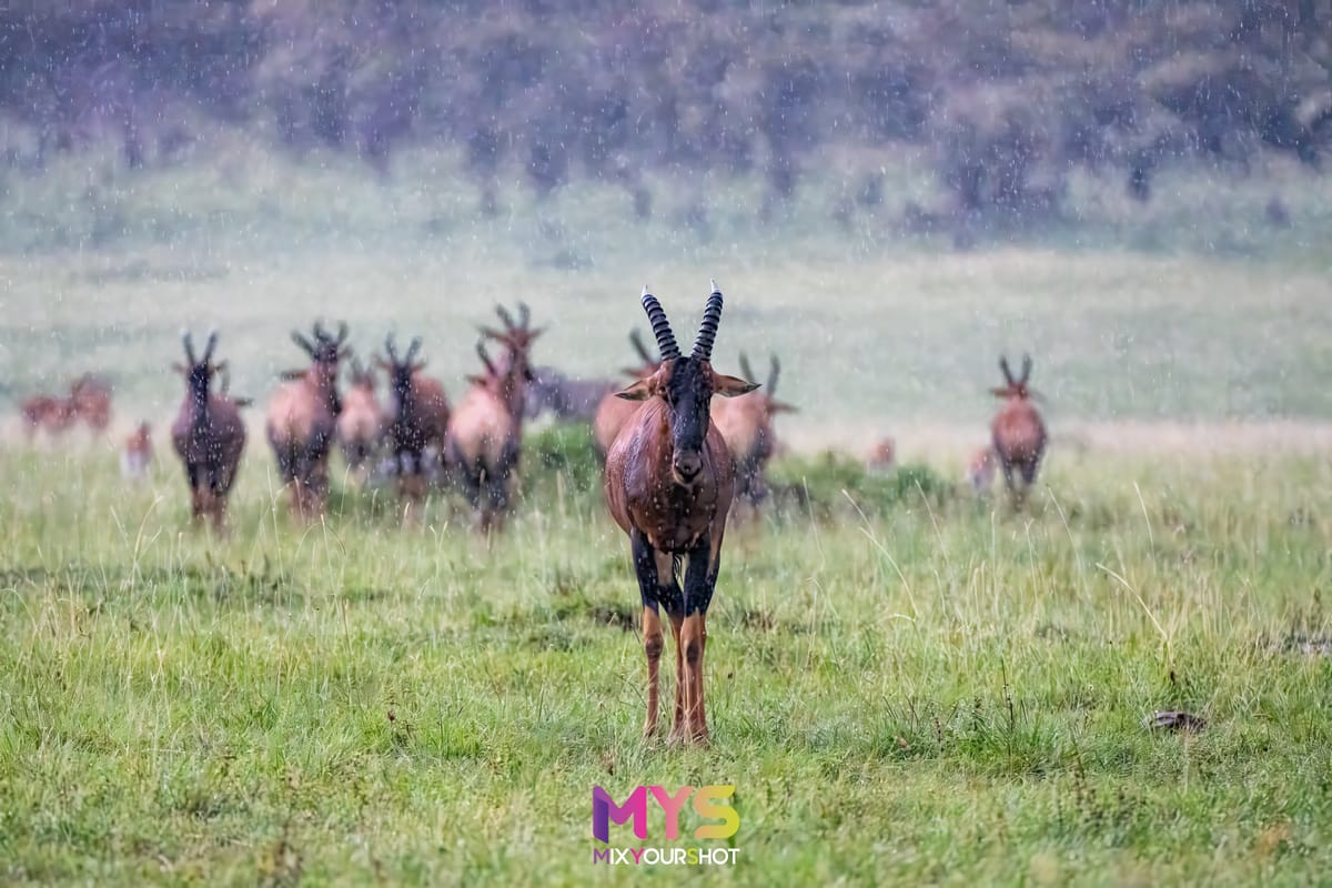 Safari photograph by Raffaele Cabras Keller — photograph 40