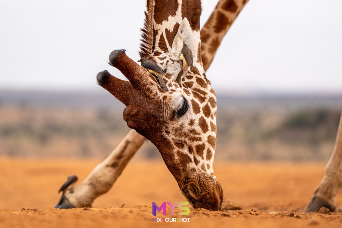 Safari photograph by Raffaele Cabras Keller — photograph 42