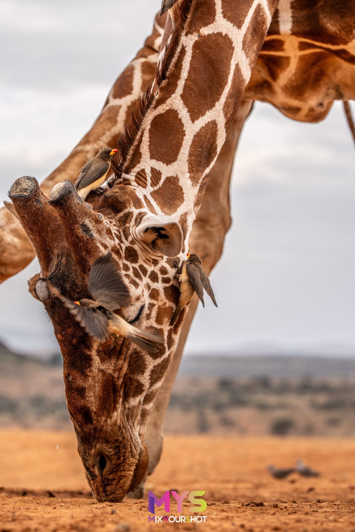 Safari photograph by Raffaele Cabras Keller — photograph 48